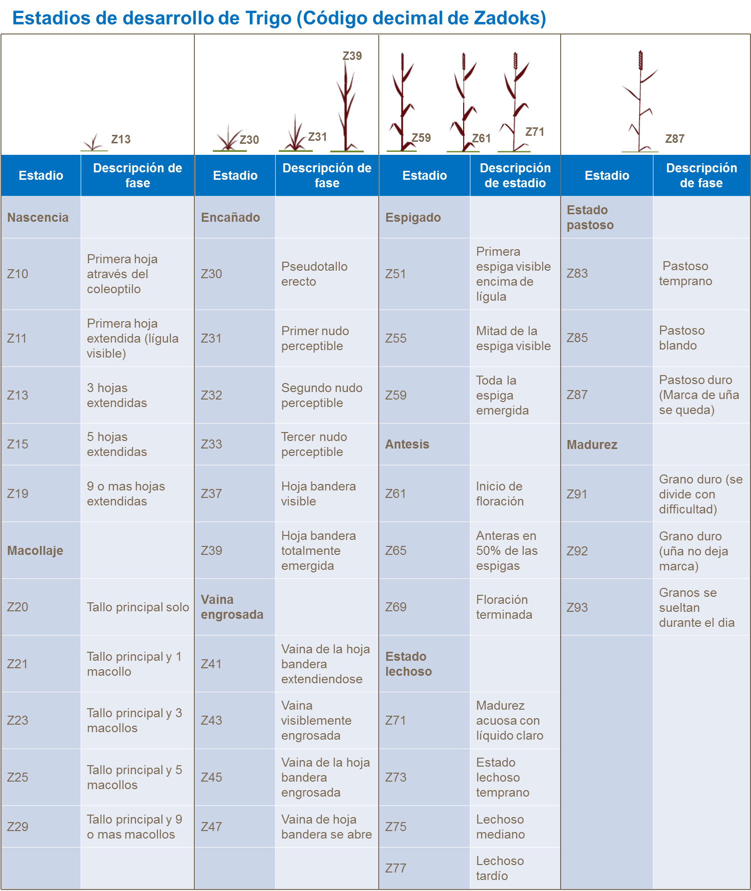 Códigos Zadoks de desarrollo de trigo