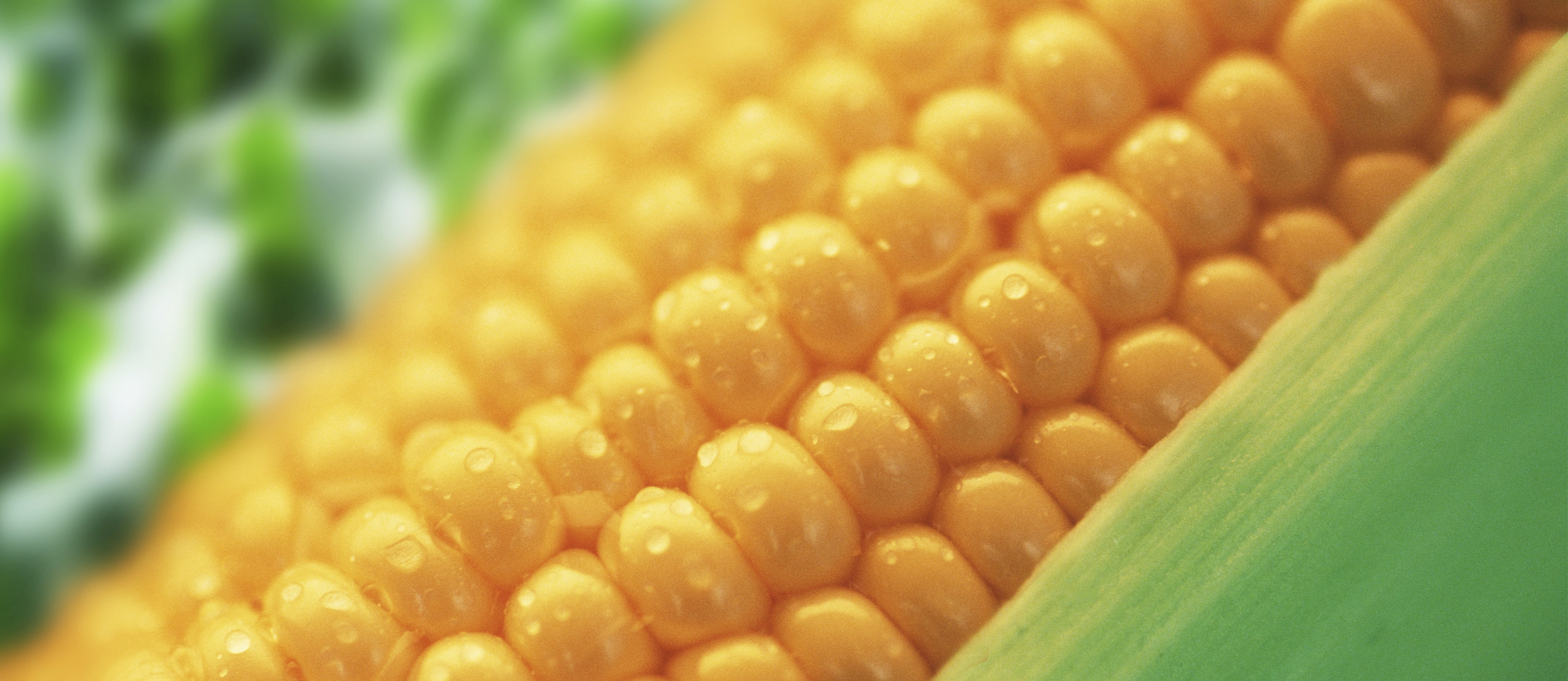 Cómo aumentar el rendimiento del maíz