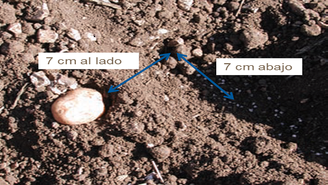 Colocación del fertilizante en suelos de alta capacidad de intercambio catiónico.