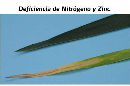 Deficiencias de trigo